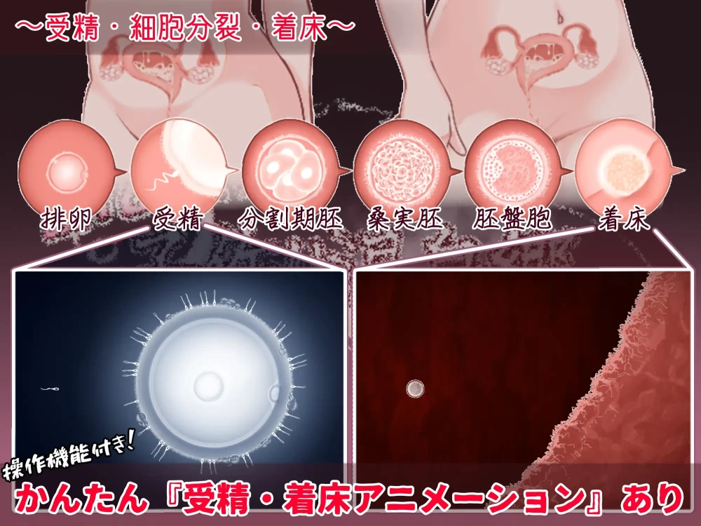 [PC/分娩/汉化/全CG/怀孕/姐妹丼]欢迎来到！孕育温泉乡 ver1.1.0 [1+512M][百度盘]